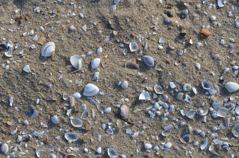 white shells with brown sand preview