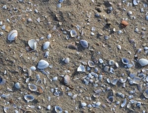 white shells with brown sand thumbnail