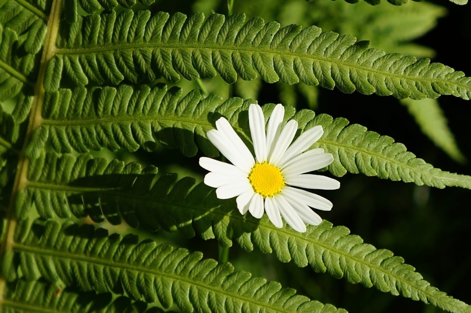 white daisy flower and green fern preview