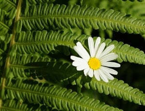 white daisy flower and green fern thumbnail