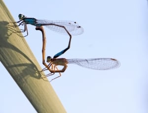 2 dragonfly thumbnail