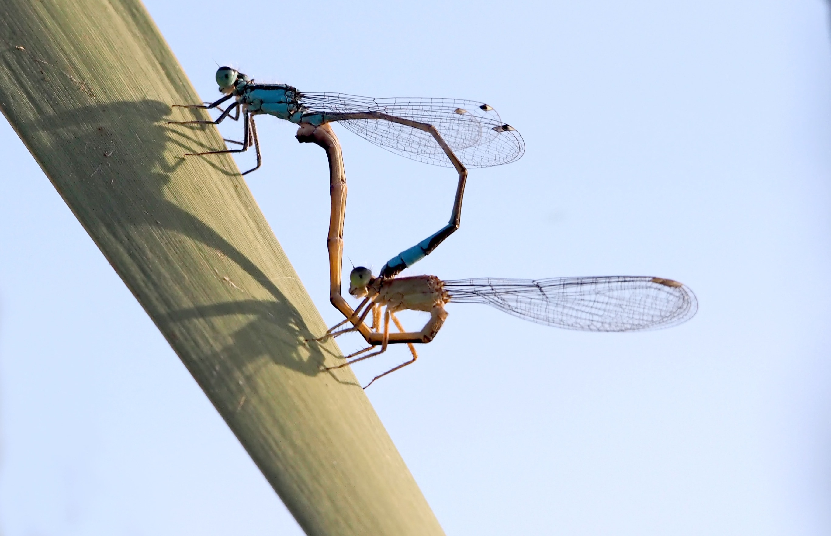 2 dragonfly