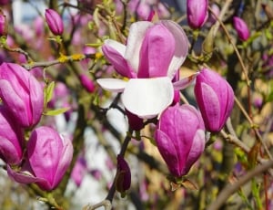 pink magnolias in bloom close-up photo thumbnail
