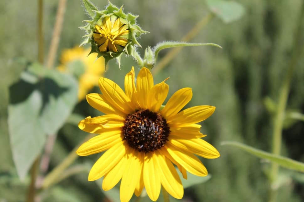Petal, Sunflower, Bloom, Flora, Summer, flower, fragility preview