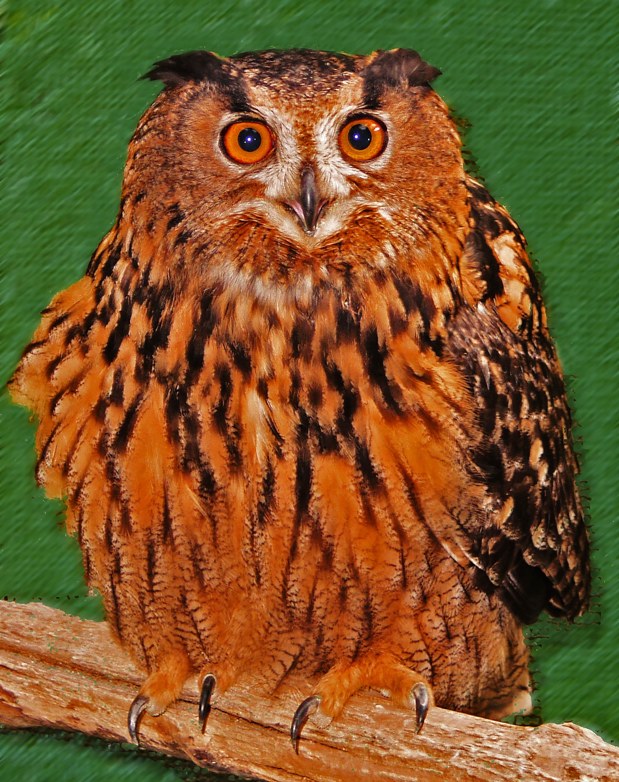brown and black owl painting