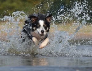 black and white long coat medium sized dog on water during daytime thumbnail