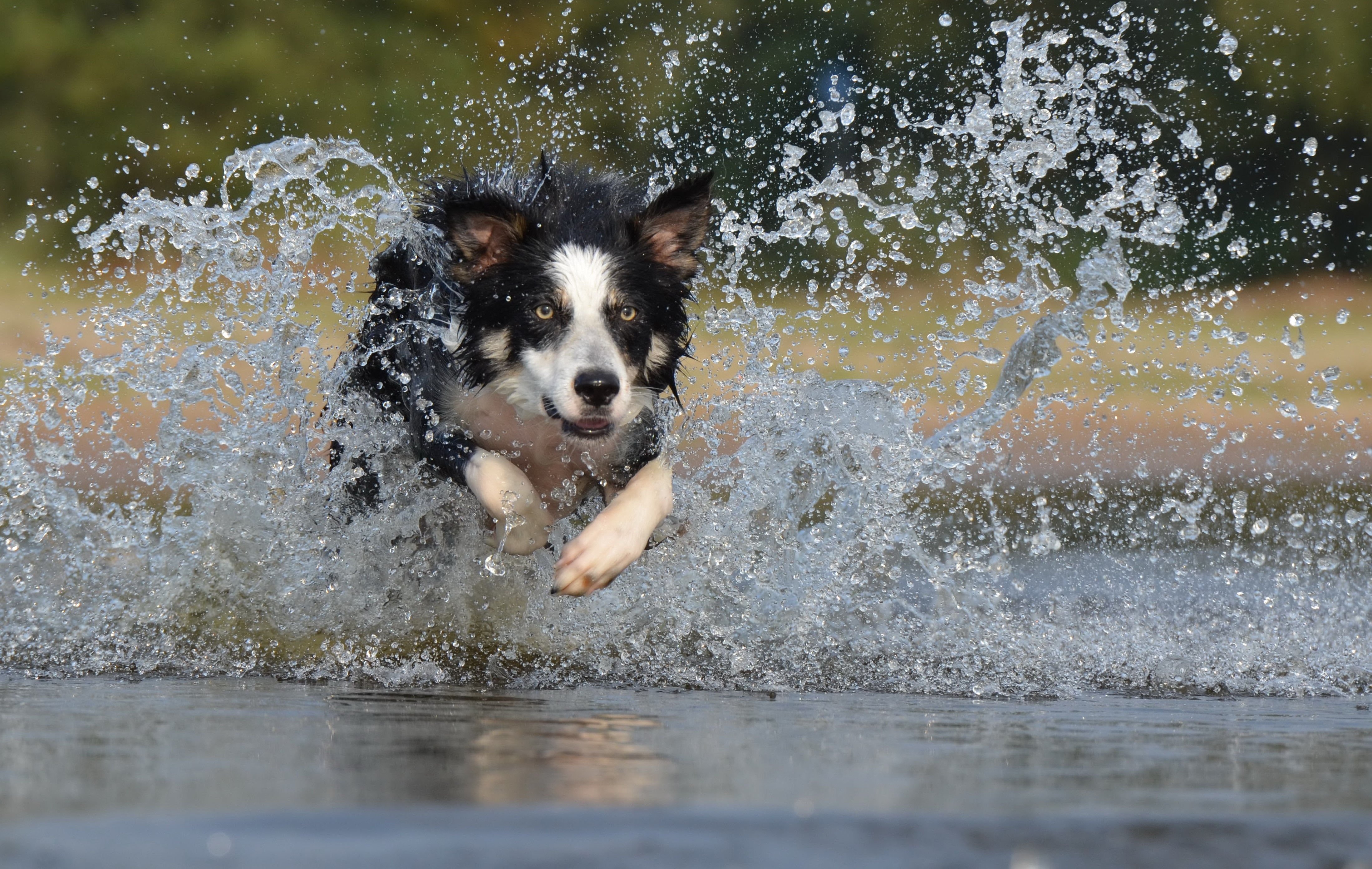 black and white long coat medium sized dog on water during daytime