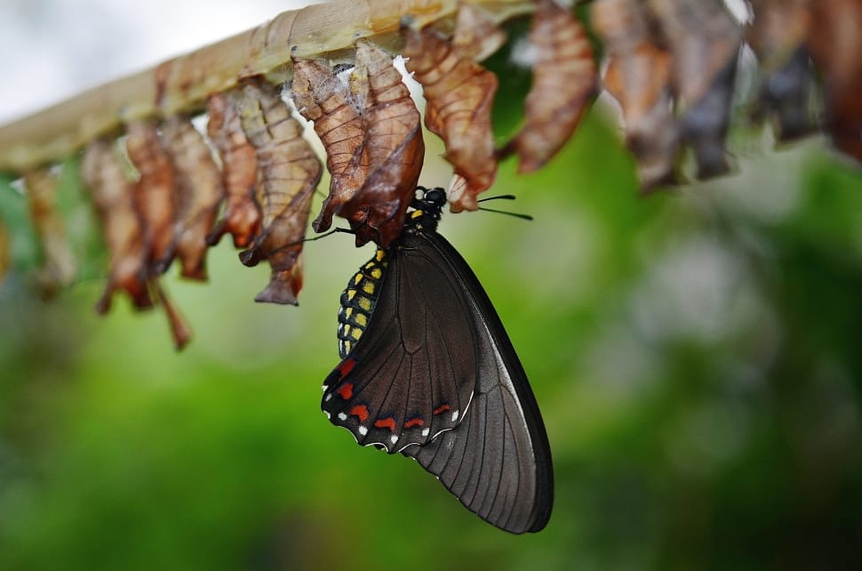 Tiger swallowtail butterfly and cocoons preview