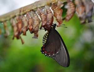 Tiger swallowtail butterfly and cocoons thumbnail