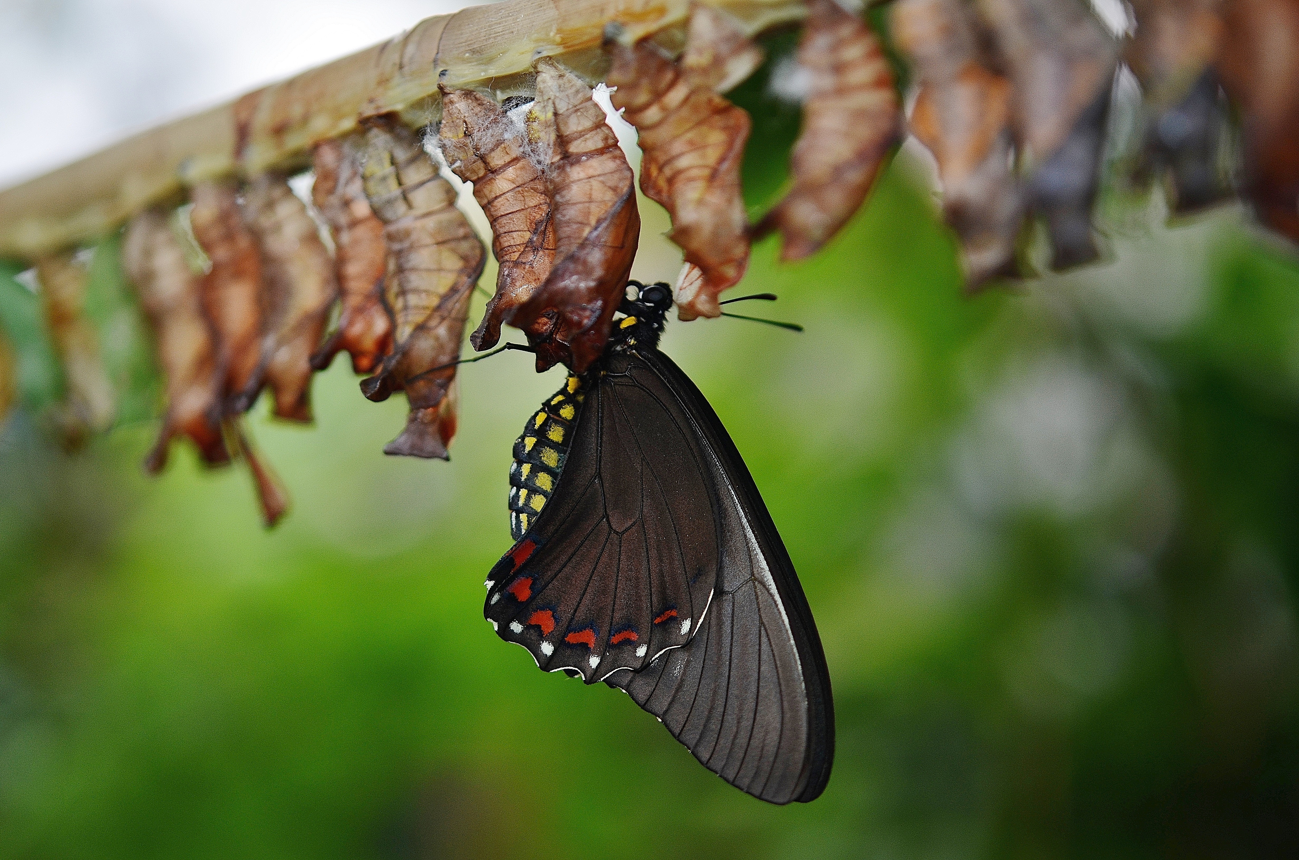 Tiger swallowtail butterfly and cocoons