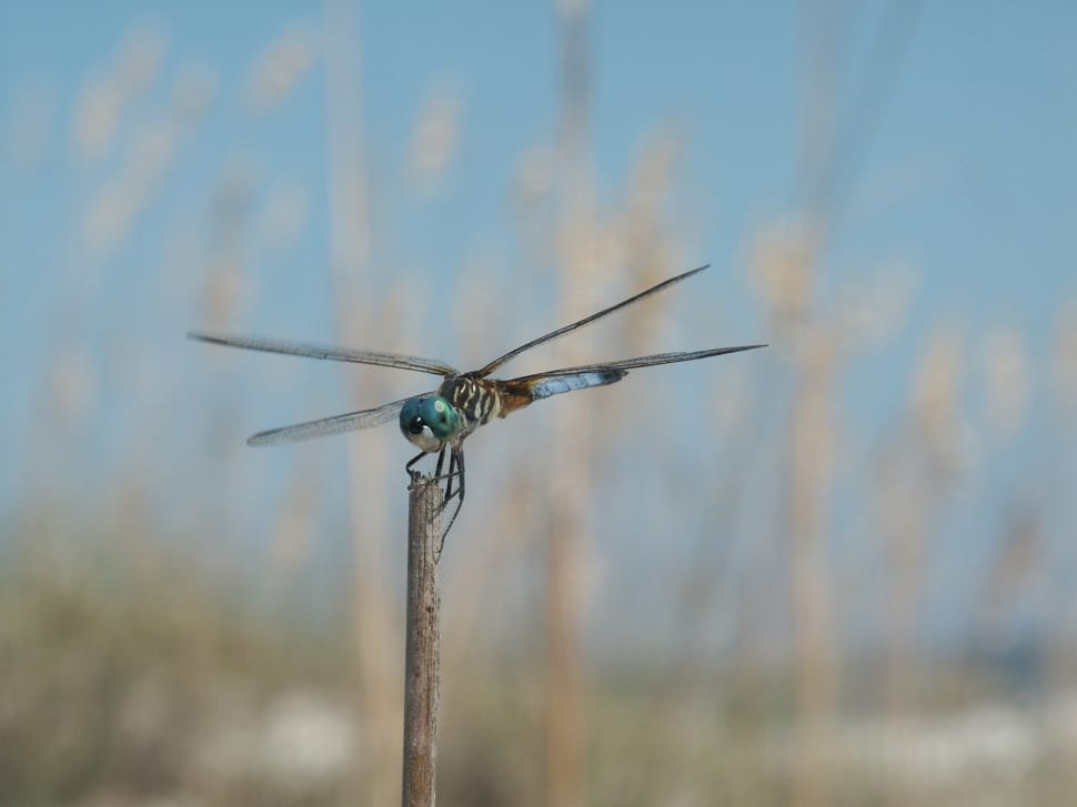 great blue skimmer preview