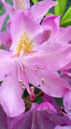 pink flowers with yellow Pollens thumbnail