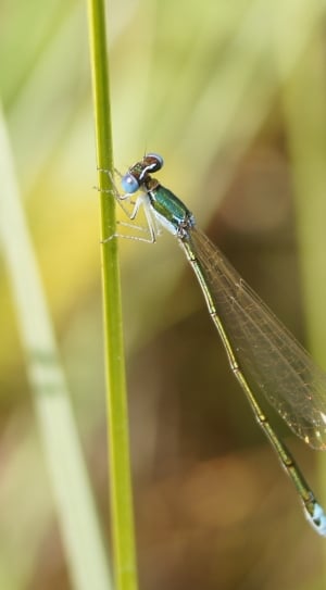 green dragonfly on leaf branch thumbnail
