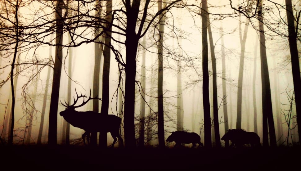 silhouette of moose and 2 wild boars preview