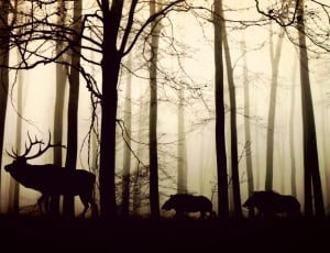 silhouette of moose and 2 wild boars thumbnail