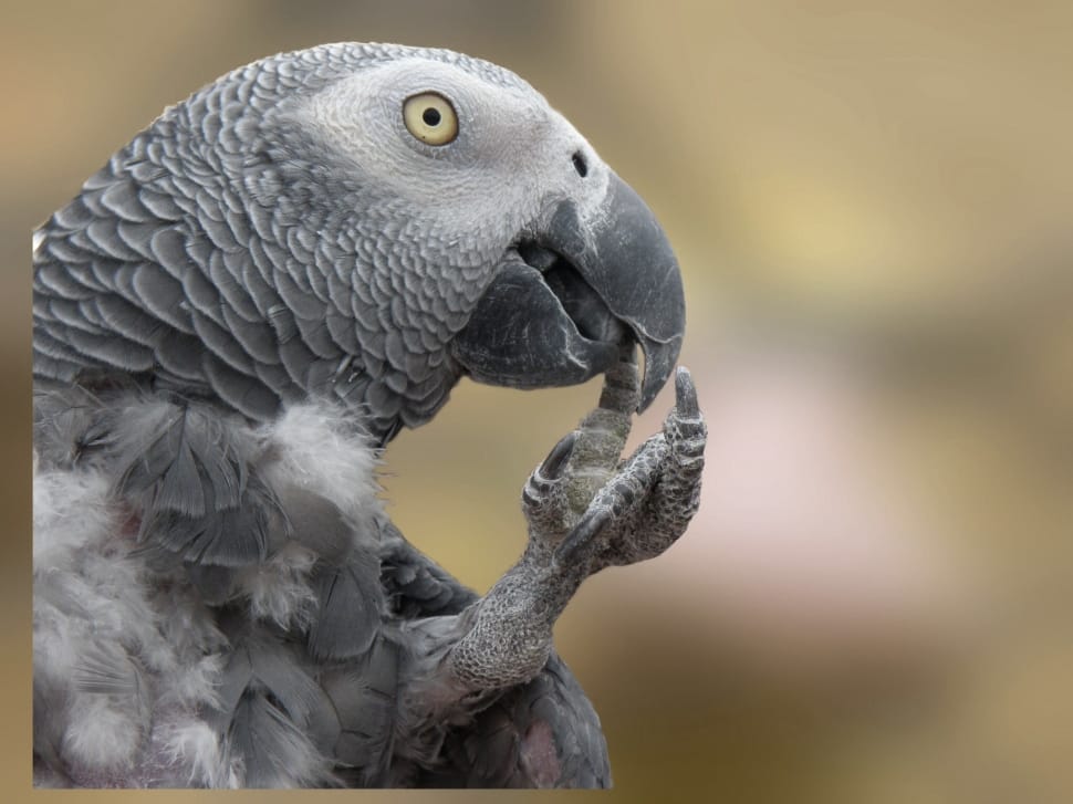 african grey parrot preview