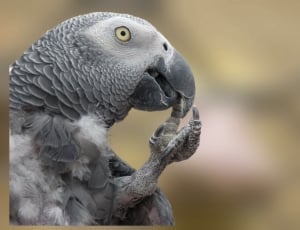 african grey parrot thumbnail