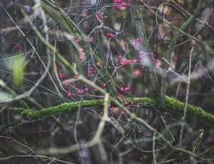 Pink, Forest, Green, Red, Nature, Woods, no people, nature thumbnail
