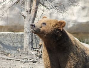brown grizzly bear thumbnail