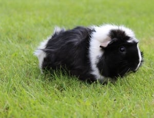 white and black guinea pig thumbnail