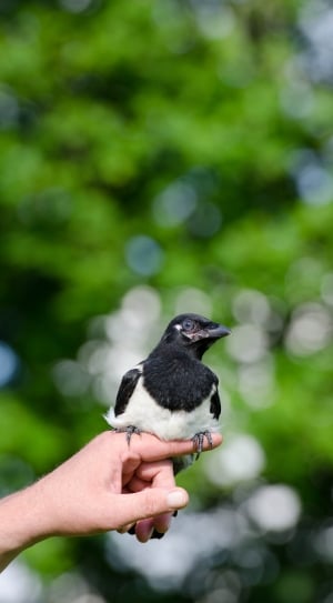 white and black bird on human hand outdoor thumbnail