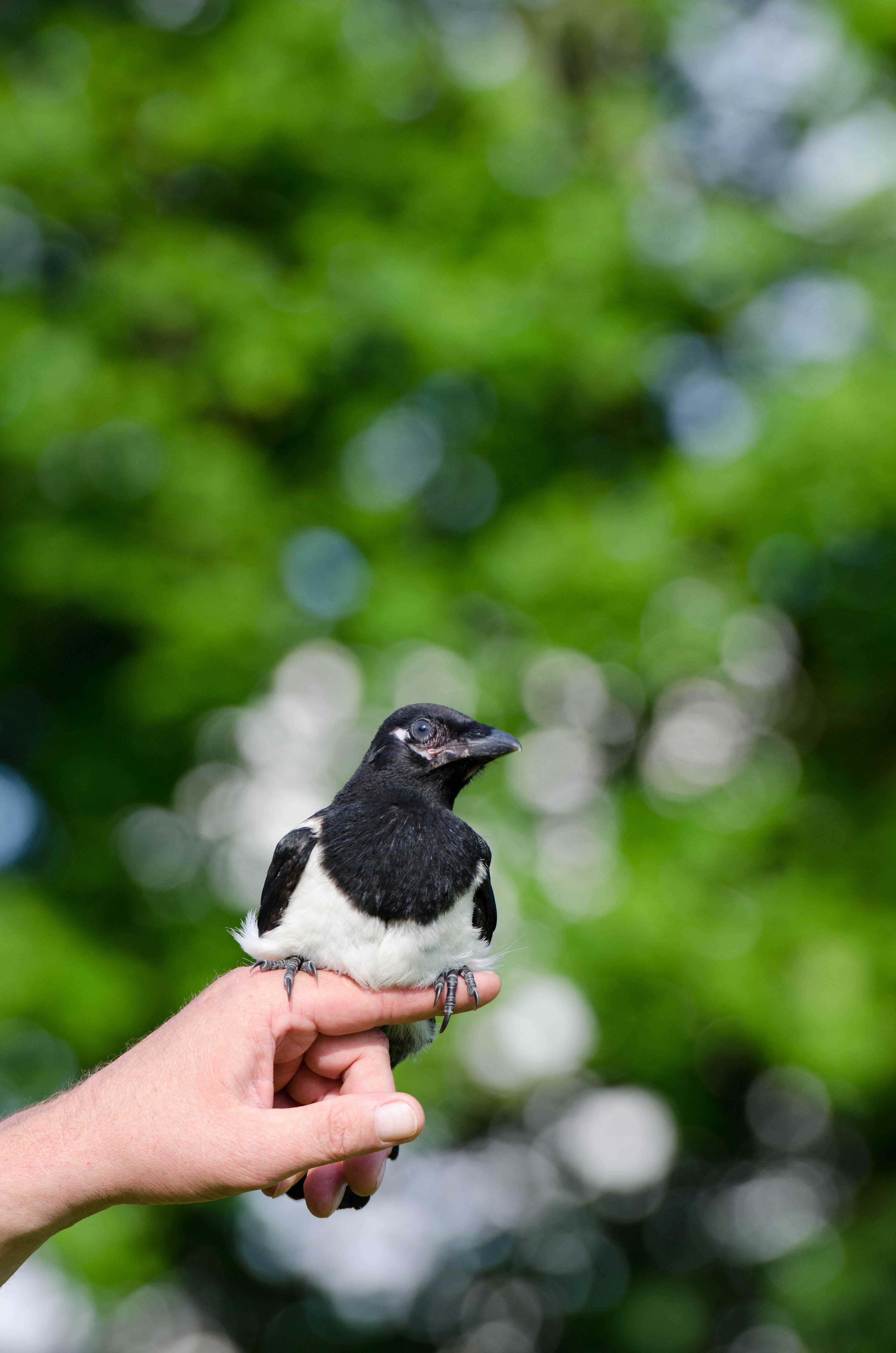white and black bird on human hand outdoor