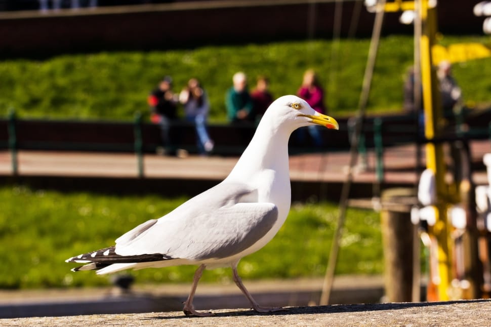 selective focus of Seagull near park during daytime preview