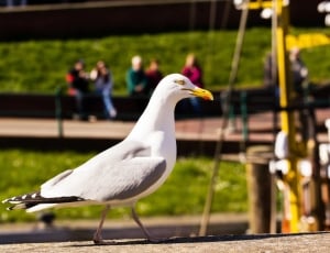 selective focus of Seagull near park during daytime thumbnail