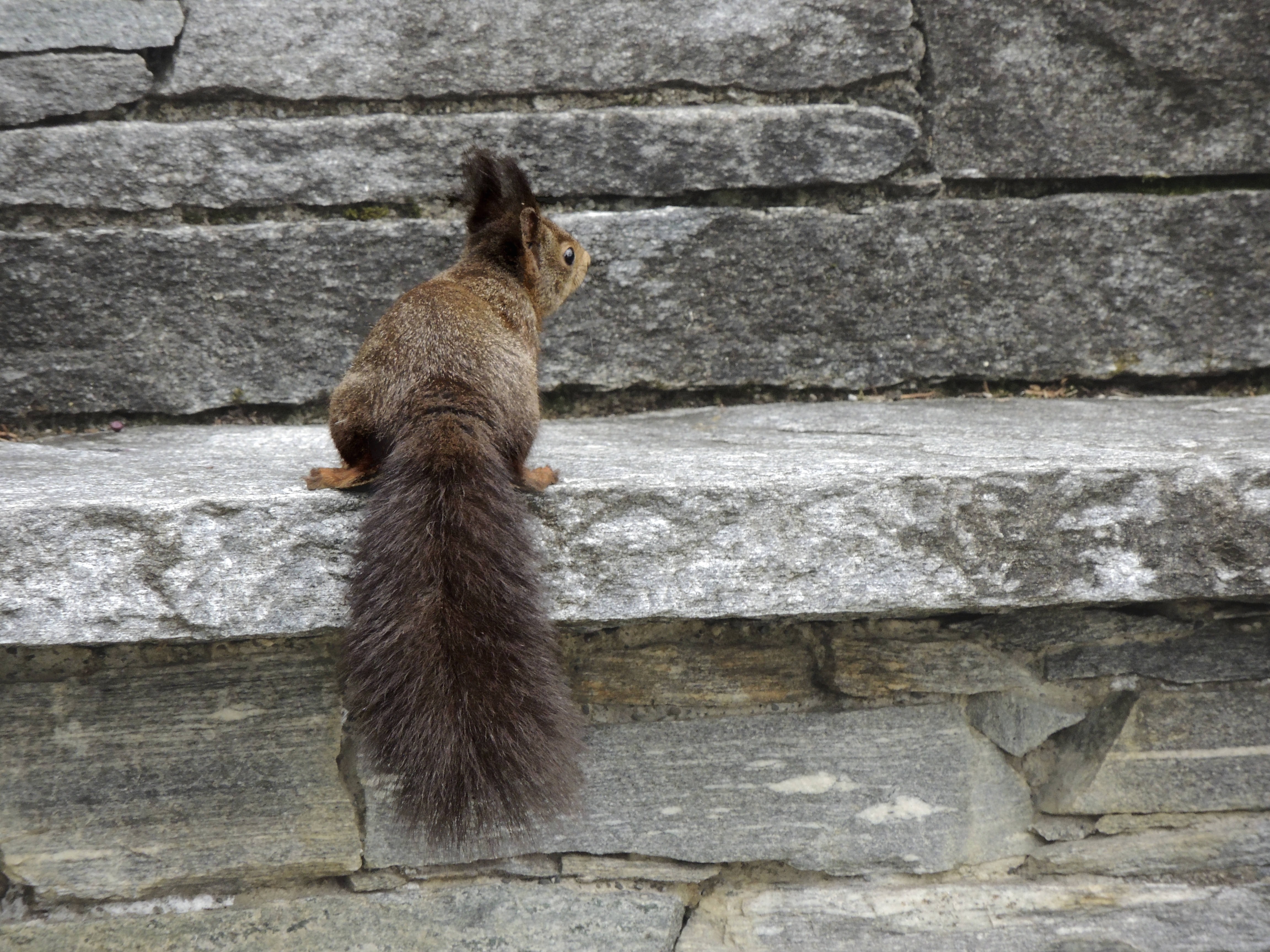 brown and black squirrel