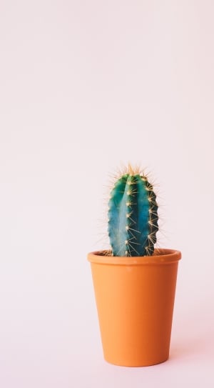 green cactus in brown plastic pot on white surface thumbnail