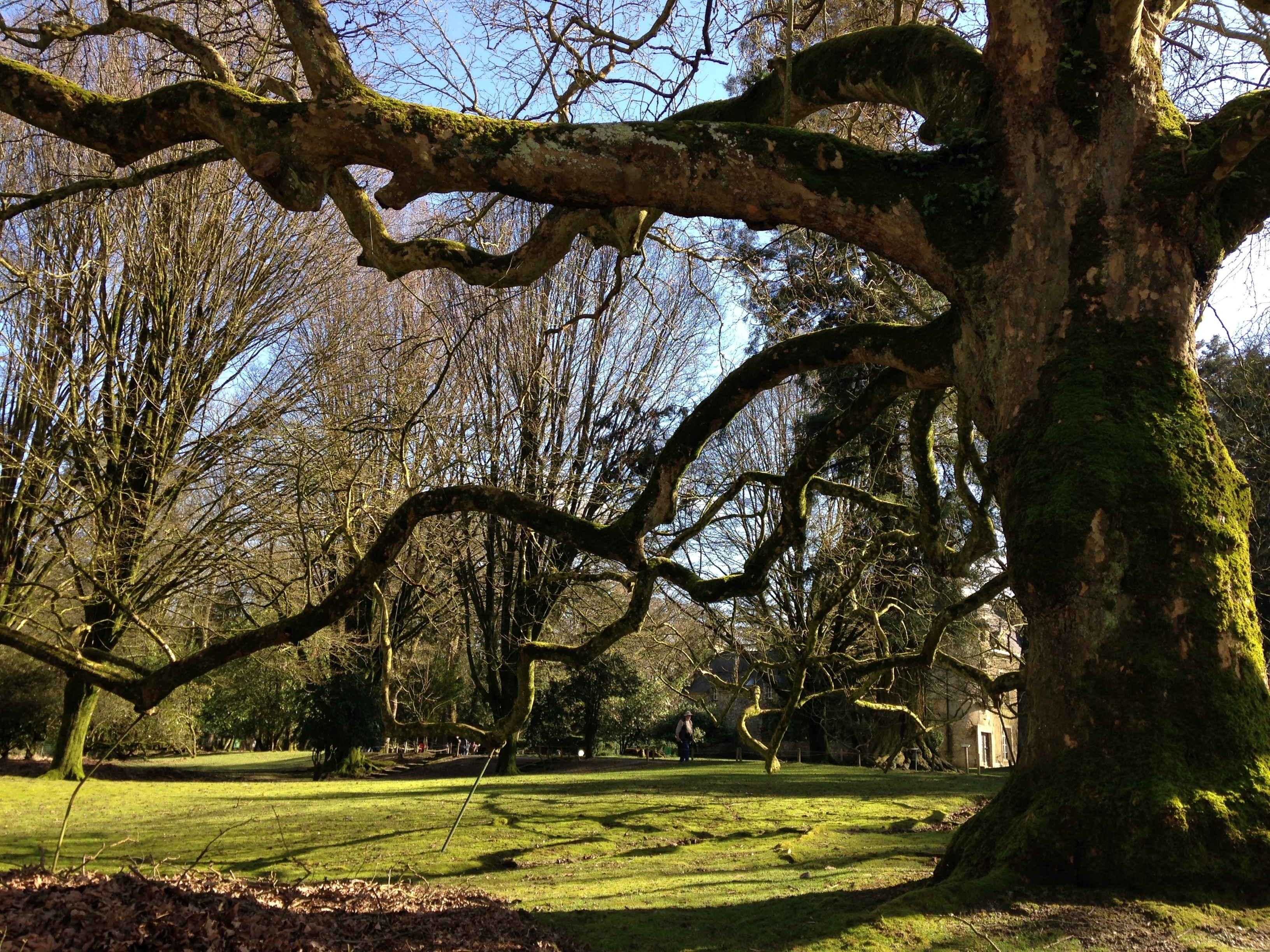 nature photography tree