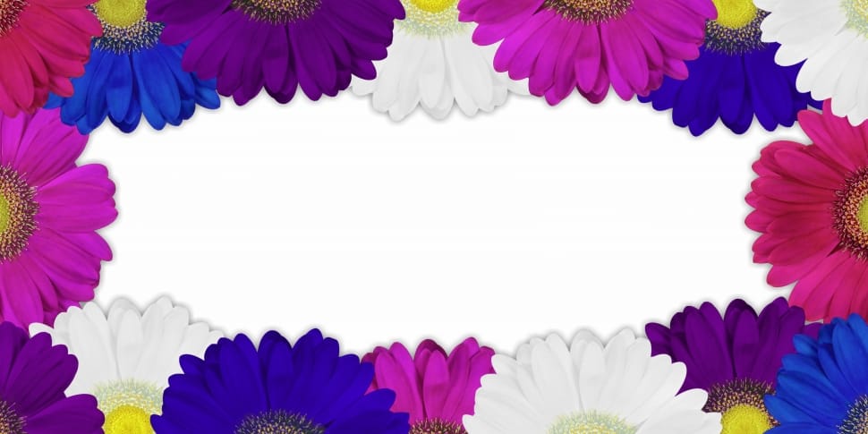 Flower, Blossom, Chrysanthemum, Plant, flower, purple preview