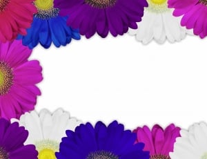 Flower, Blossom, Chrysanthemum, Plant, flower, purple thumbnail