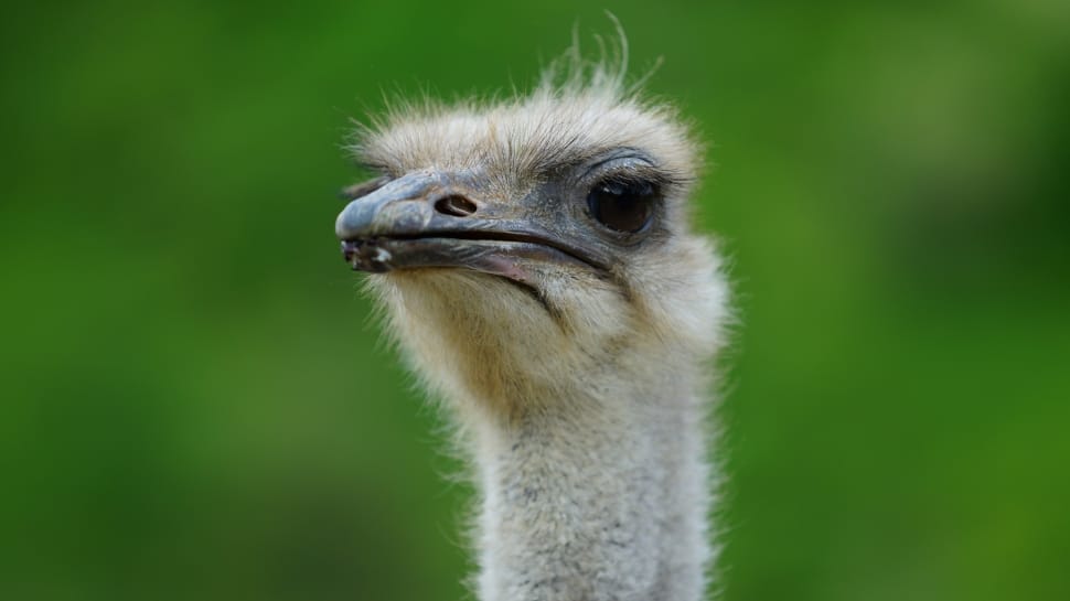 ostrich close up photo during daytime preview