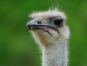ostrich close up photo during daytime thumbnail