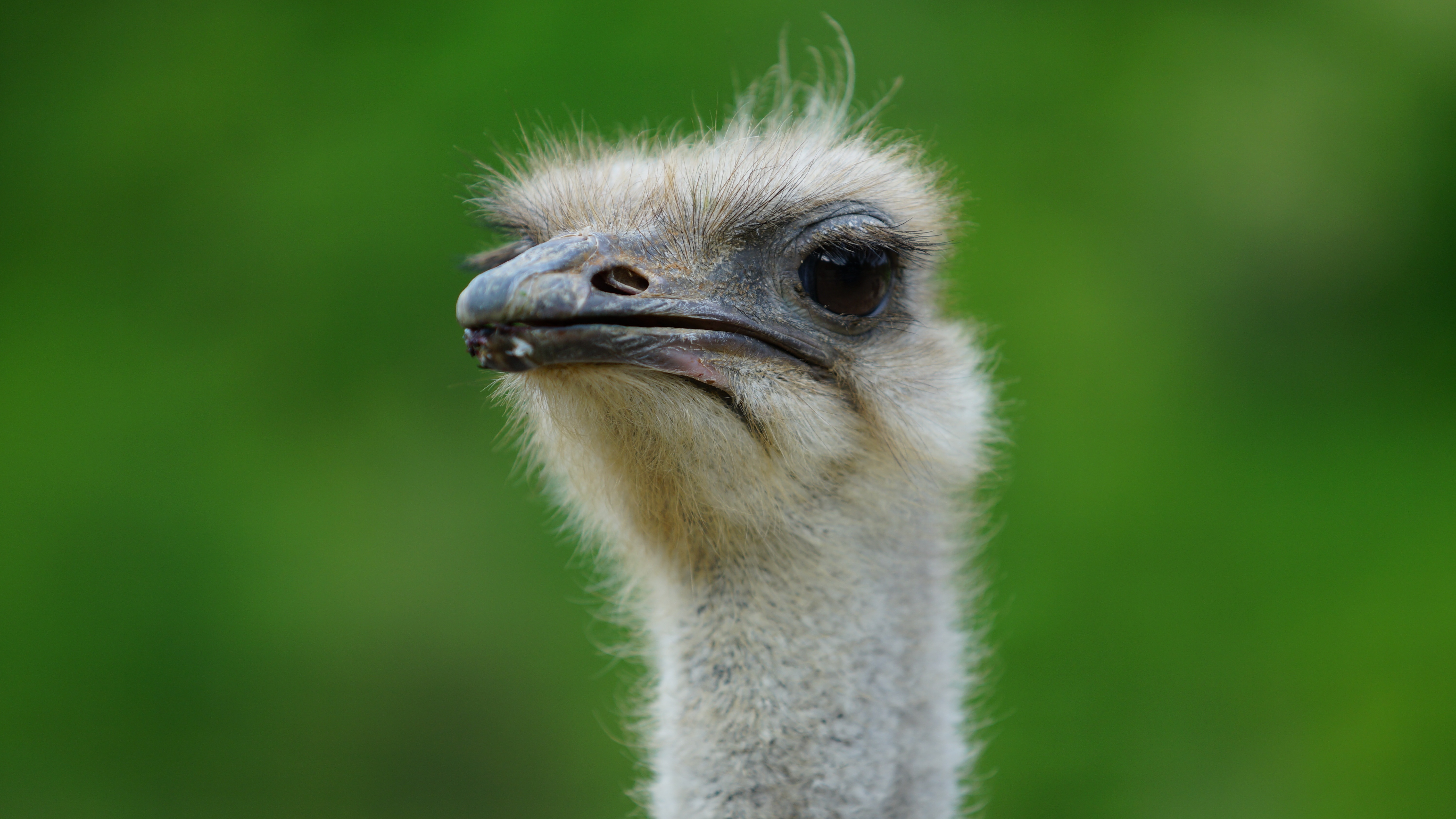 ostrich close up photo during daytime