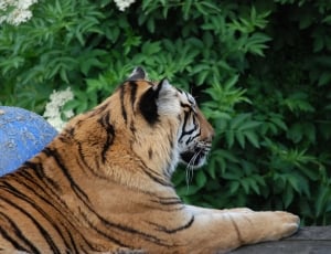 tiger sitting beside blue ball thumbnail