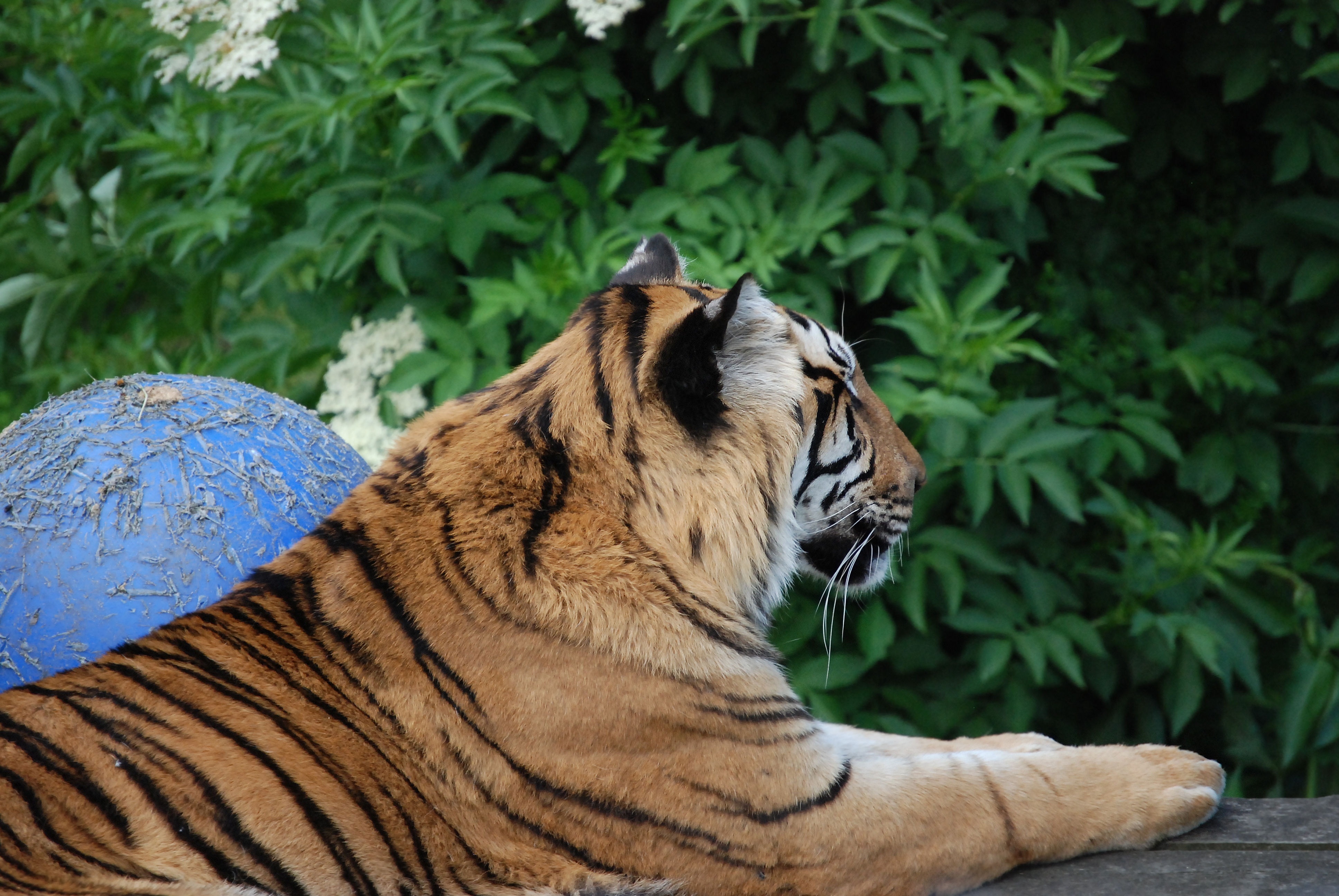 tiger sitting beside blue ball