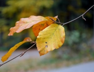 brown leaf photo thumbnail