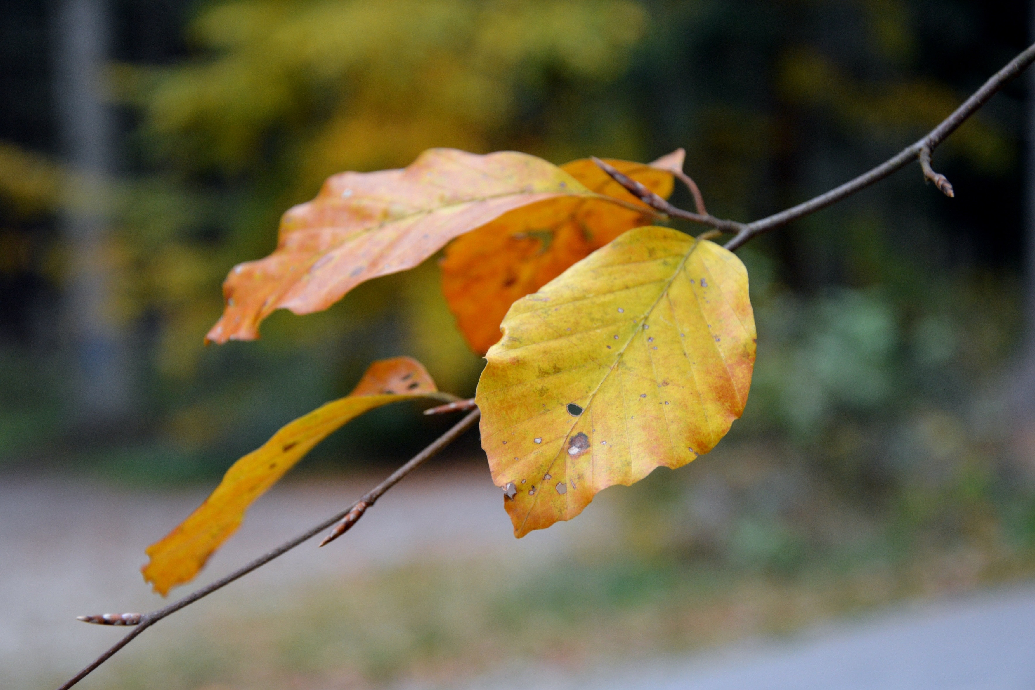 brown leaf photo
