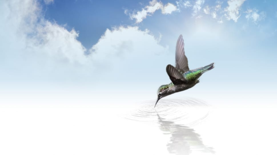 green humming bird drinking water illustration preview