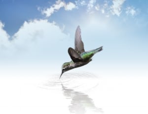 green humming bird drinking water illustration thumbnail