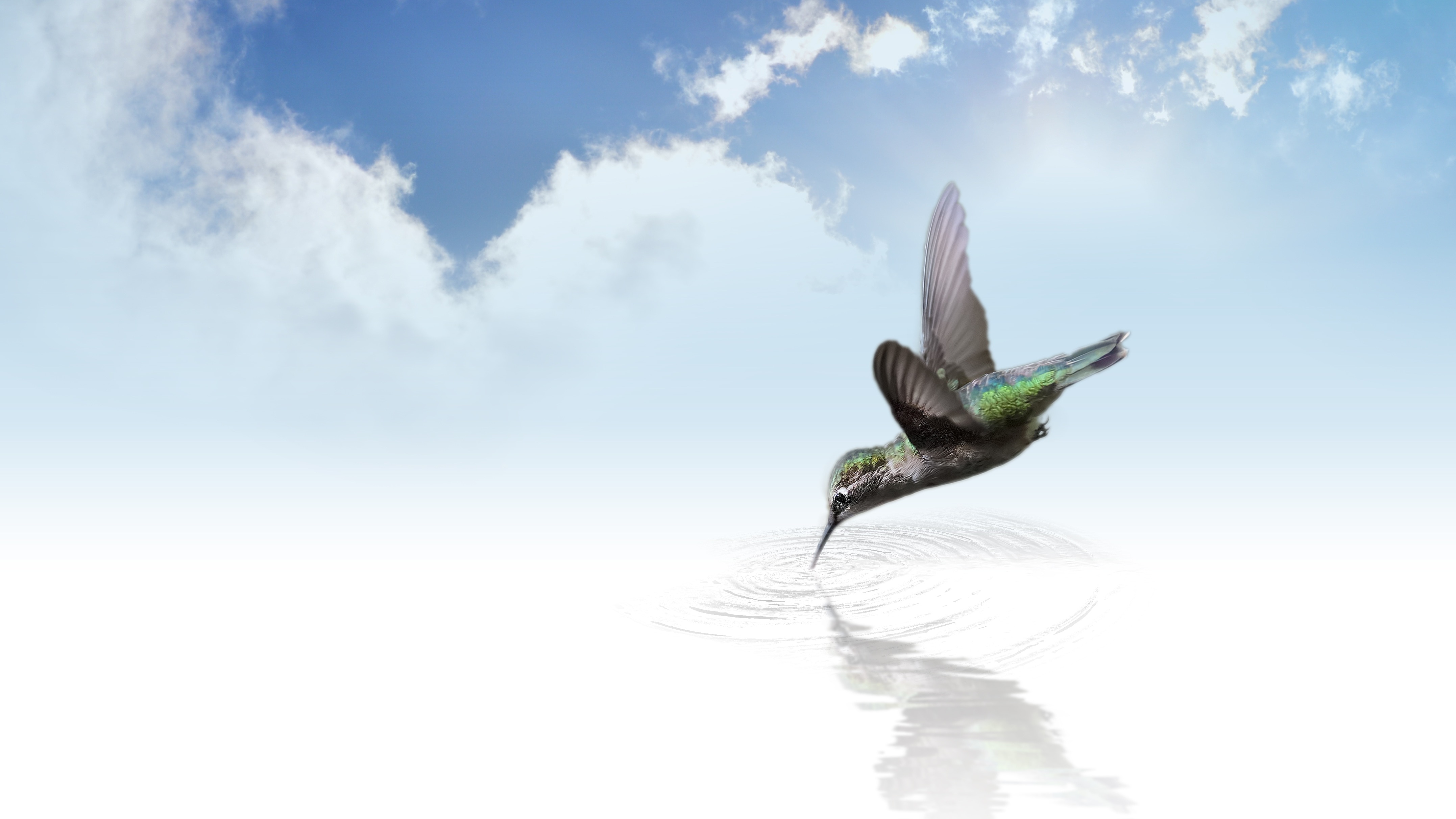 green humming bird drinking water illustration