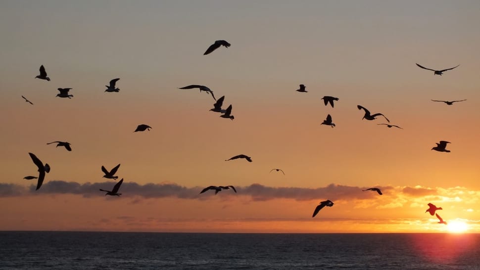 silhouette of flocks of birds flying during sunset preview