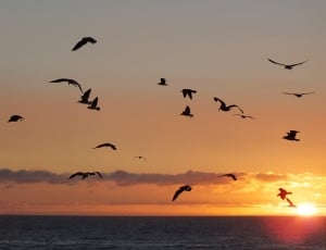 silhouette of flocks of birds flying during sunset thumbnail