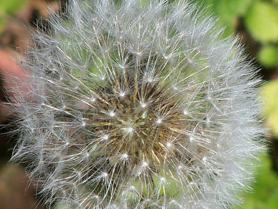 closeup photo of Dandelion during daytime preview