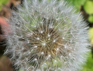 closeup photo of Dandelion during daytime thumbnail