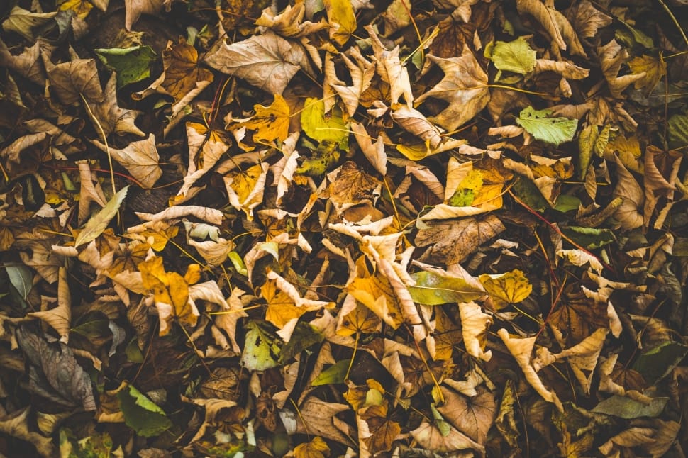 dried leaves preview