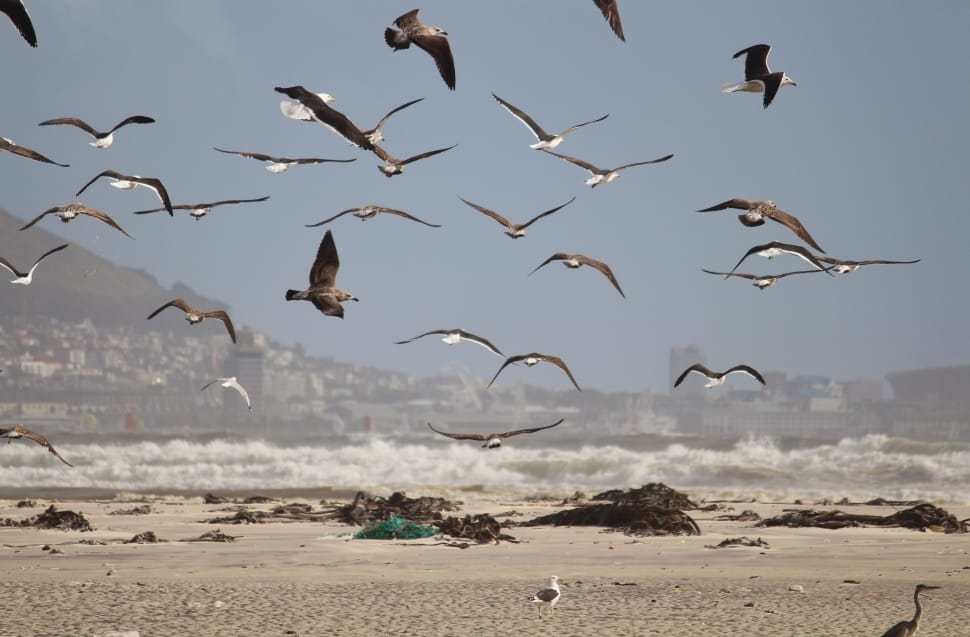 flock of bird flying near shore preview