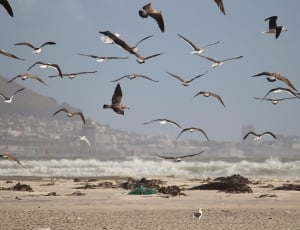 flock of bird flying near shore thumbnail